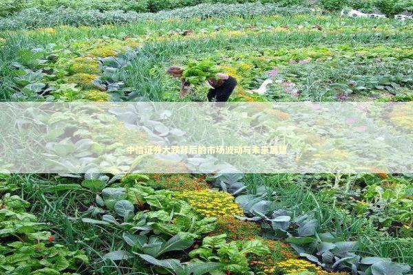 中信证券大跌背后的市场波动与未来展望